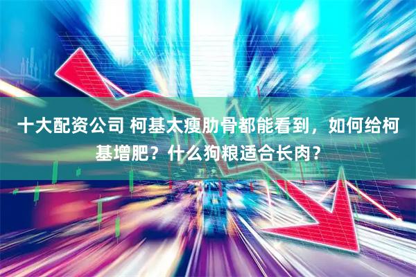 十大配资公司 柯基太瘦肋骨都能看到，如何给柯基增肥？什么狗粮适合长肉？